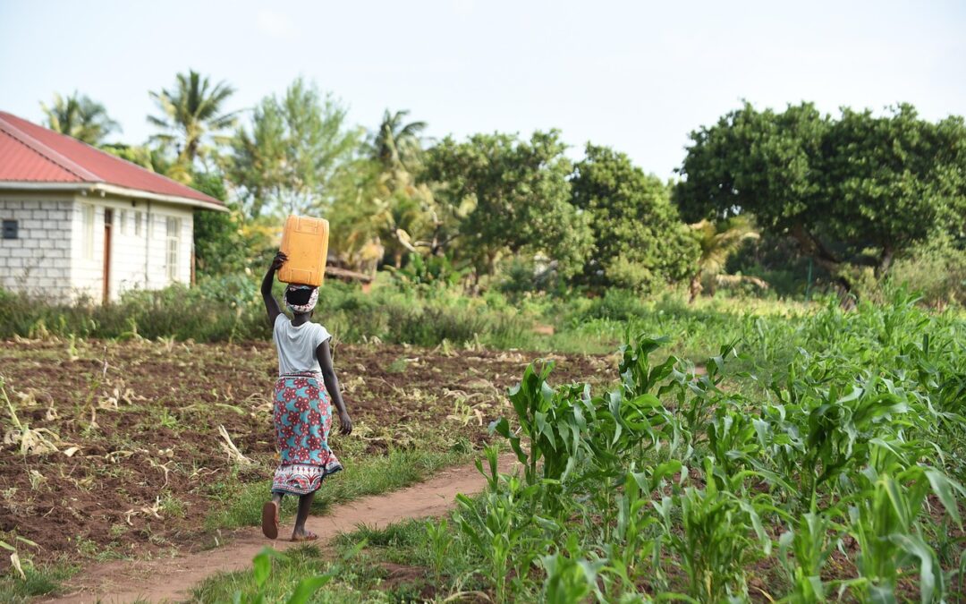 Thee uit Kenia: krachtig en populair