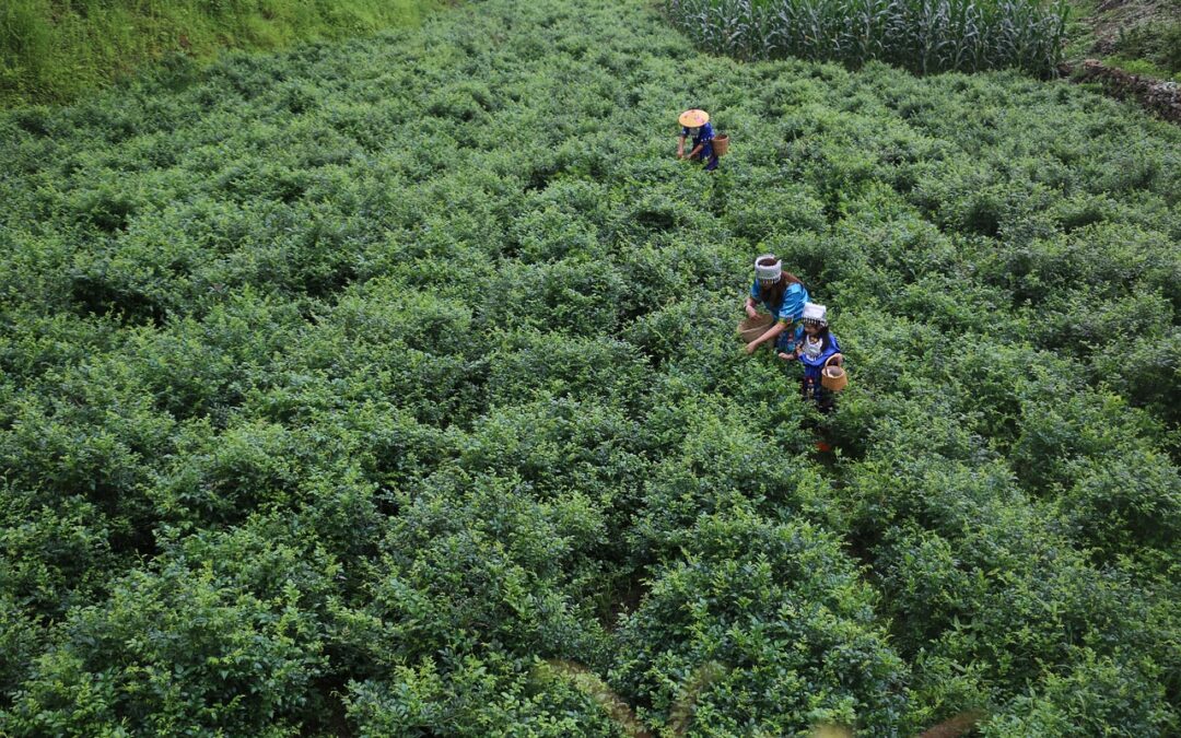 Waarom China het land van de thee is